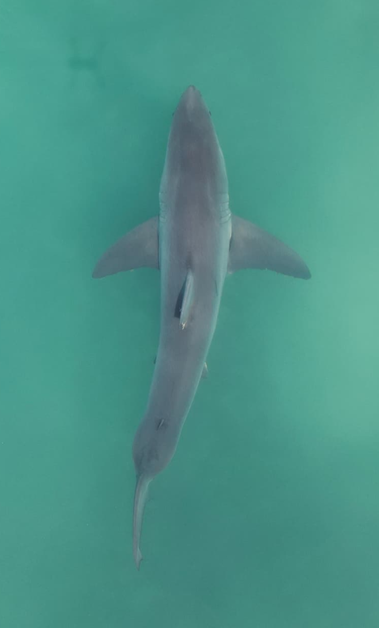 arial view of great white shark