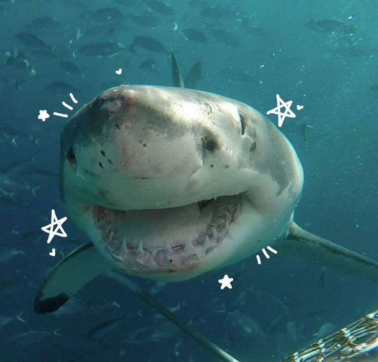 great white shark with cute decor on face
