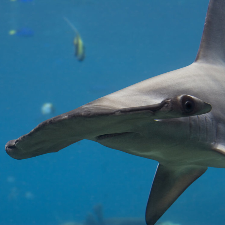 hammerhead shark