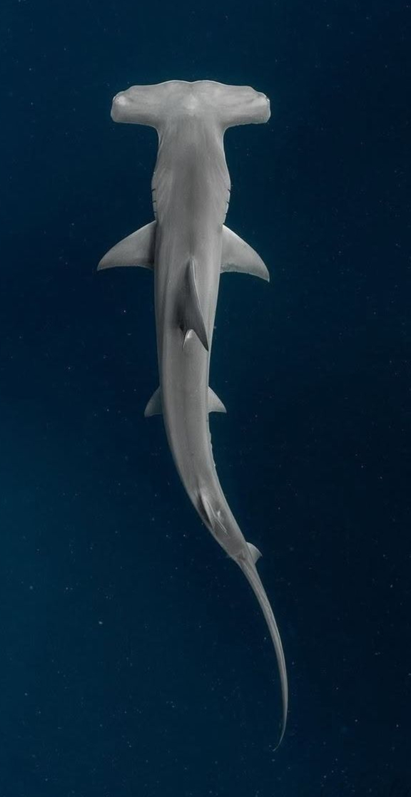 arial view of hammerhead shark