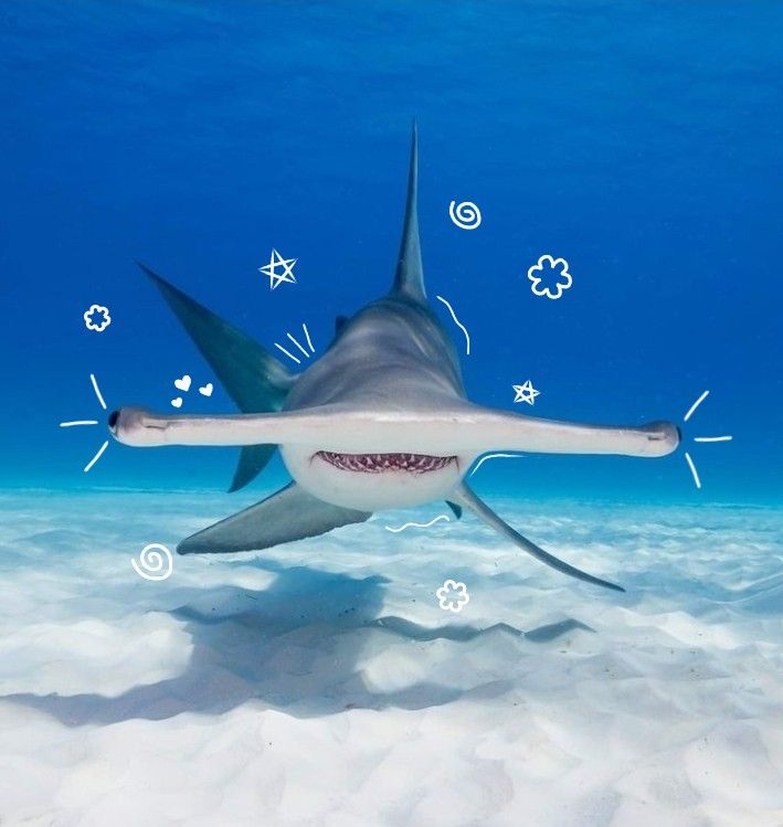 hammerhead shark with cute decor on face