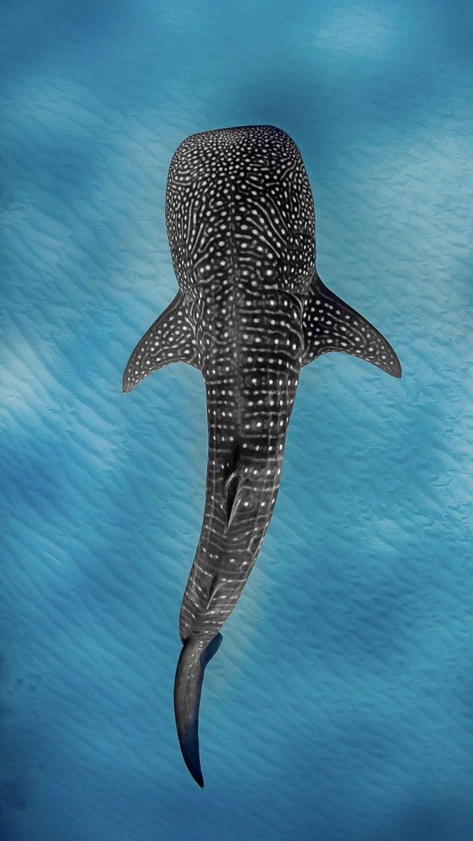 arial view of whale shark