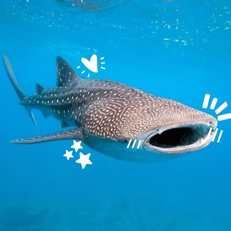 whale shark with cute decor on face