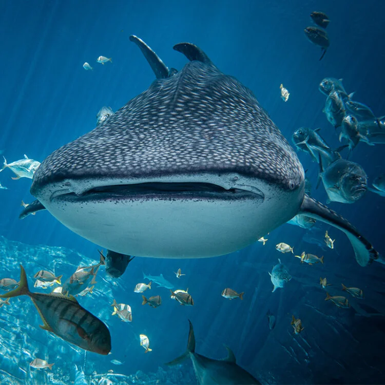 whale shark