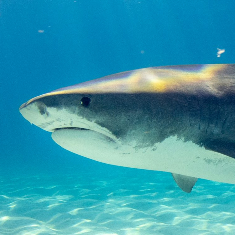 great white shark